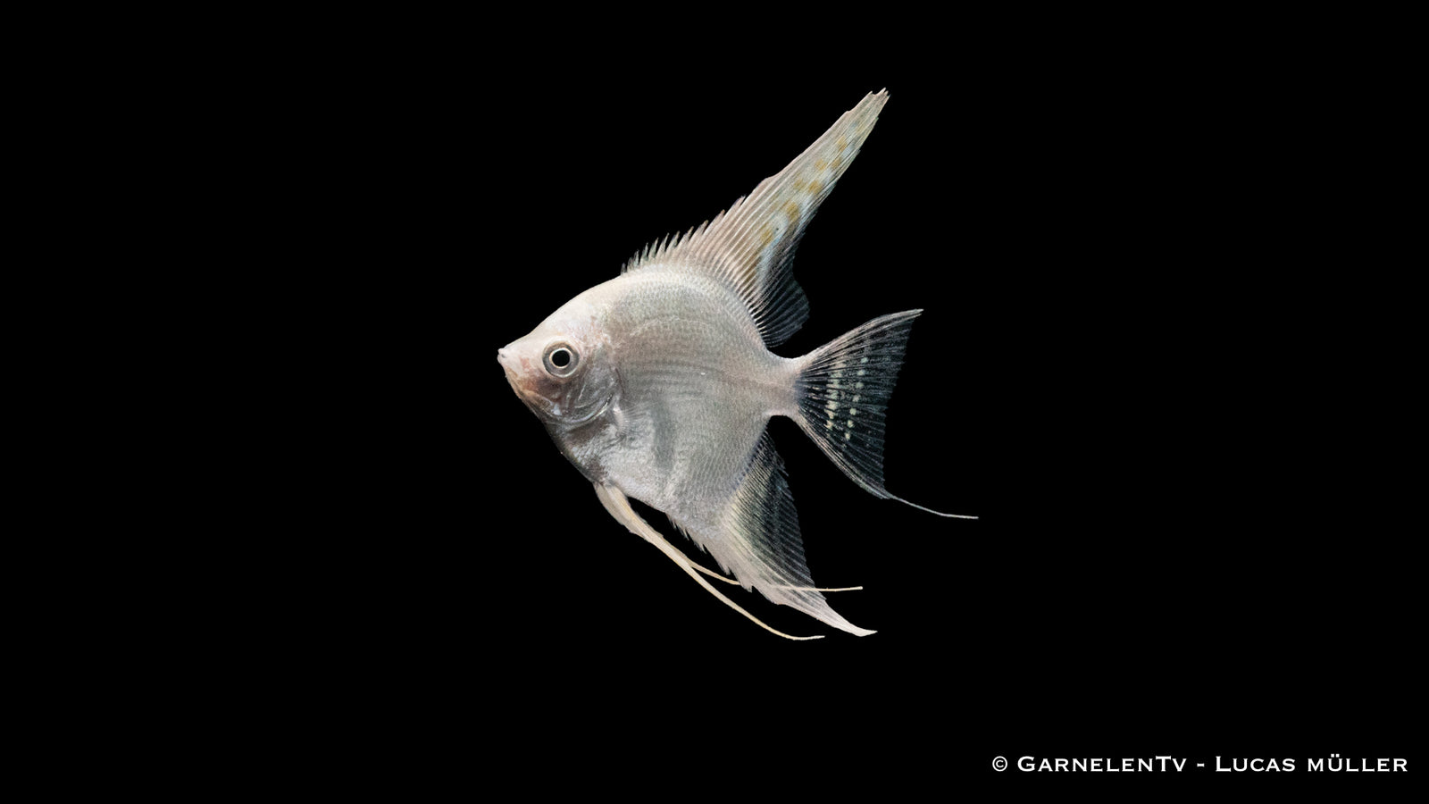 Skalar Snow Diamond Pterophyllum scalare