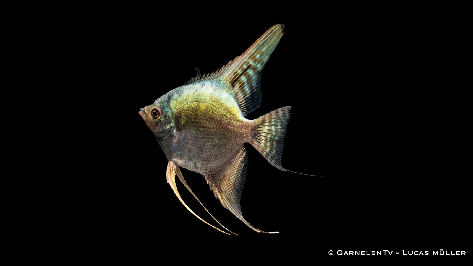 Skalar Kobalt Grünspiegel – Pterophyllum scalare XL im Aquarium