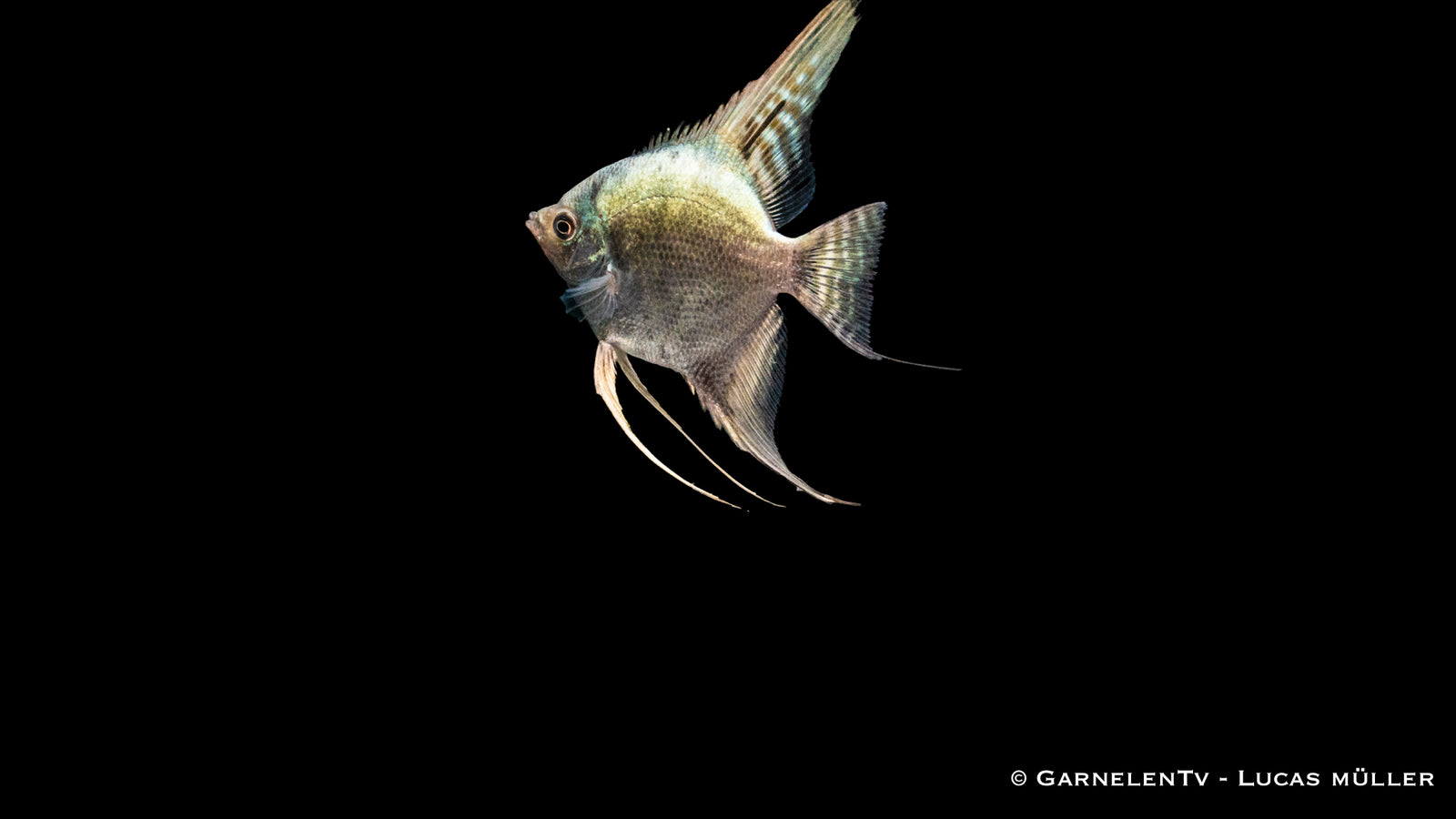 Skalar Kobalt Grünspiegel – Pterophyllum scalare XL im Aquarium