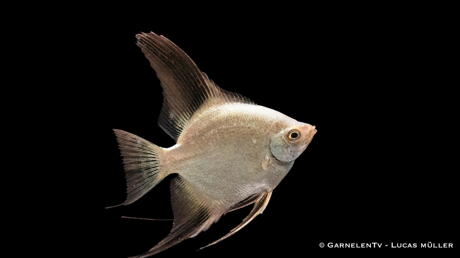 Skalar Seal Point – majestätischer Pterophyllum scalare im Aquarium