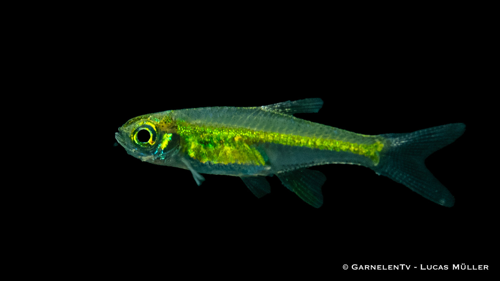 Smaragdbaerbling_-_Microdevario