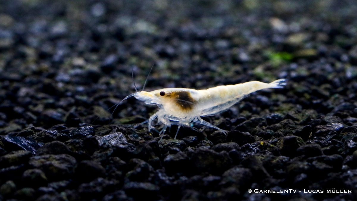Snowstorm Zwerggarnele - Neocaridina palmata