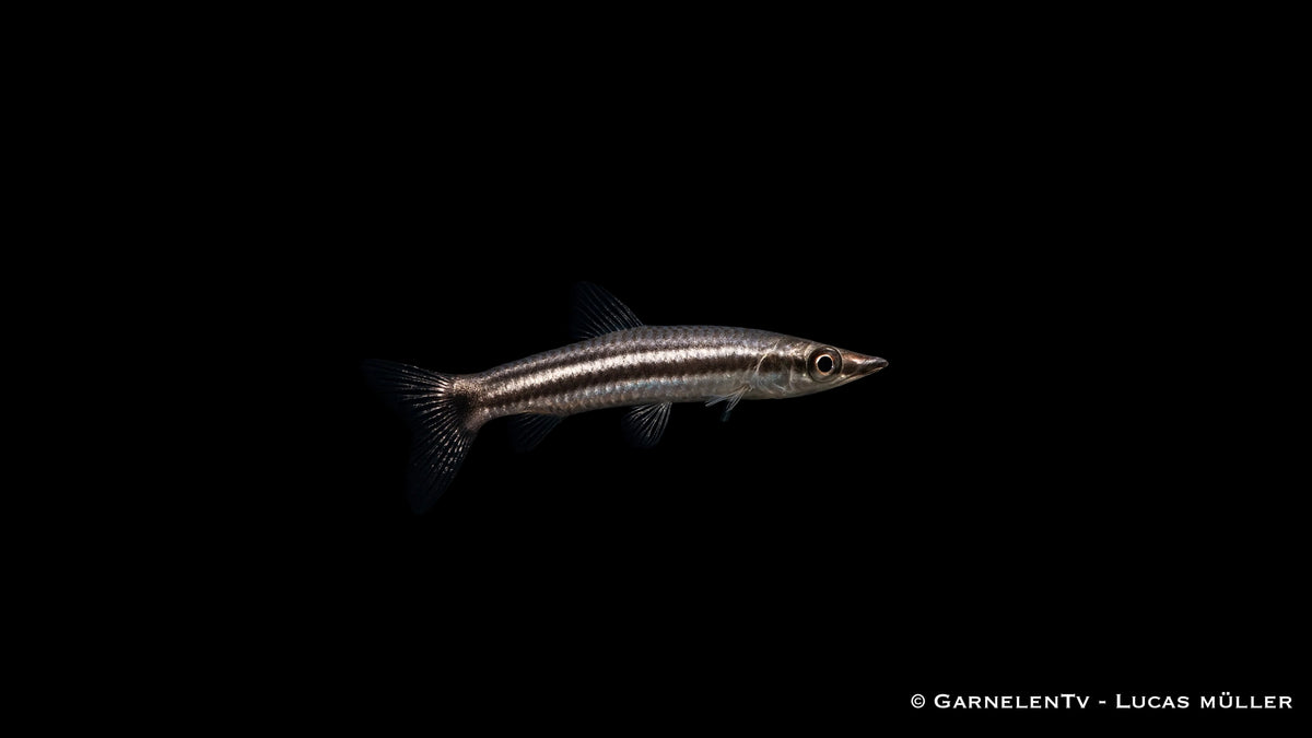 Spitzmaul-Ziersalmler - Nannostomus eques