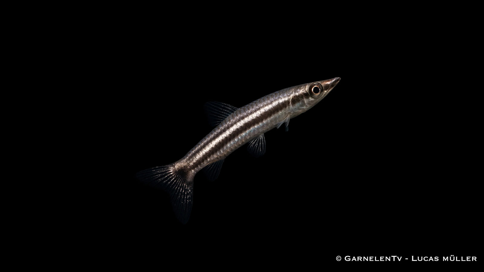 Spitzmaul-Ziersalmler - Nannostomus eques
