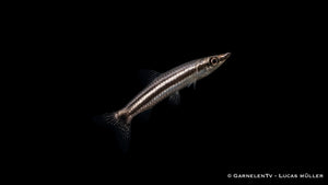 Spitzmaul-Ziersalmler - Nannostomus eques