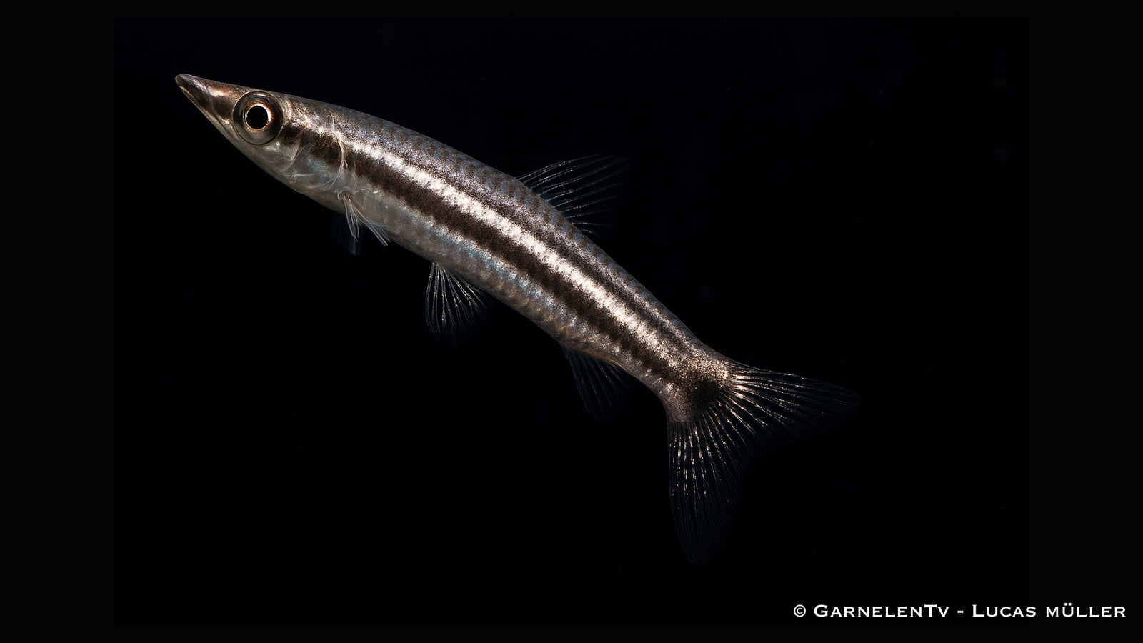 Spitzmaul-Ziersalmler - Nannostomus eques