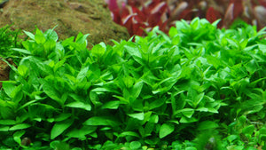 Staurogyne repens - Topfpflanze im Aquarium