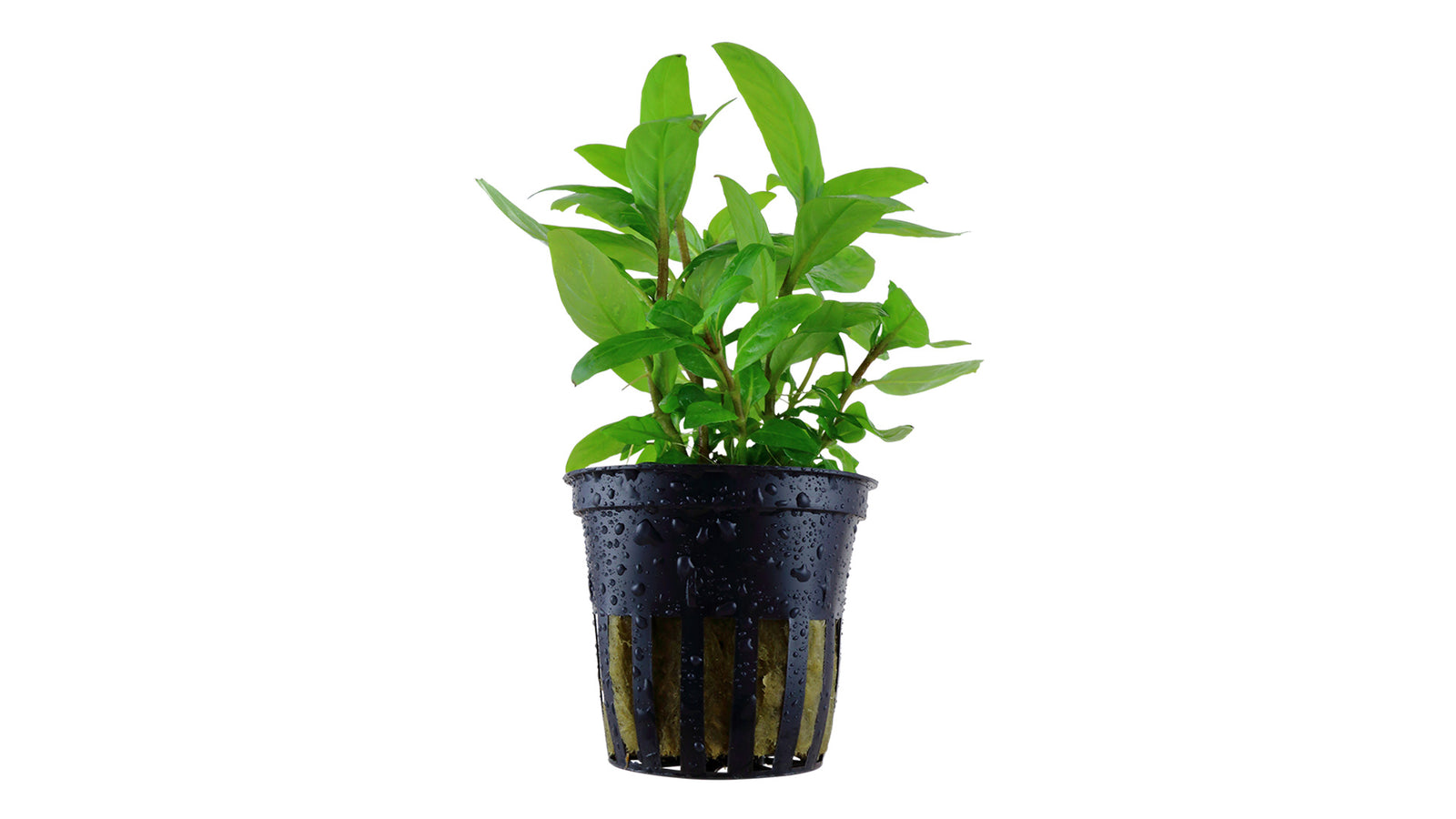 Staurogyne repens - Topfpflanze
