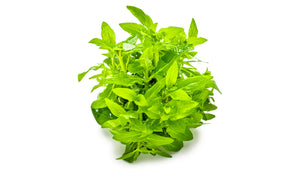 Staurogyne repens