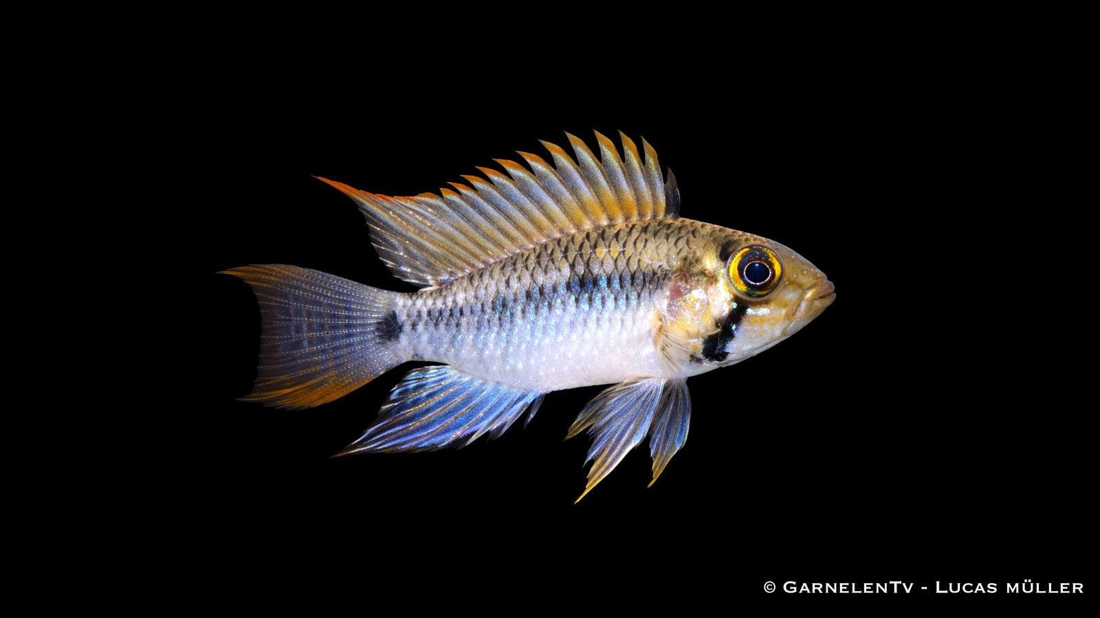 Männlicher Apistogramma steindachneri mit ausgeprägter Flossenfärbung und kontrastreichen Zeichnungen im Aquarium