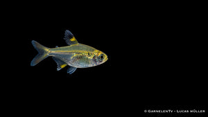 Sternflecksalmler - Pristella maxillaris