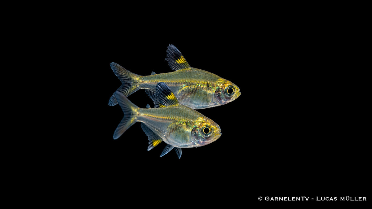 Sternflecksalmler - Pristella maxillaris