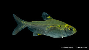 Sternflecksalmler (Pristella maxillaris) im Aquarium