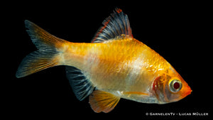 SumatrabarbeGold-Puntigruscf