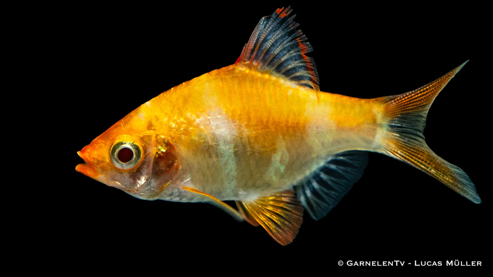 Sumatrabarbe Gold XL im Aquarium