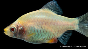 Sumatrabarbe Platin im Aquarium