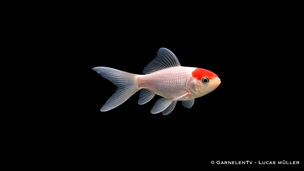 Tancho Sarasa Goldfisch mit weißem Körper und rotem Kopfpunkt im klaren Aquarium