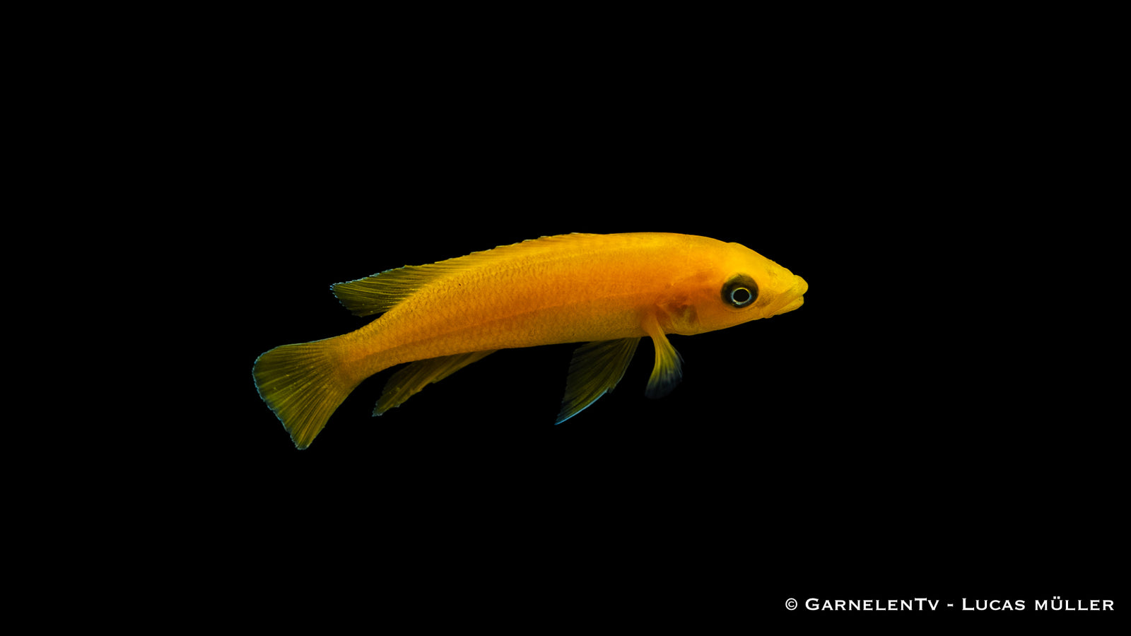 Tanganjika Goldcichlide (Neolamprologus leleupi) im Aquarium