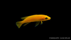 Nahaufnahme eines leuchtend goldenen Tanganjika Goldcichliden