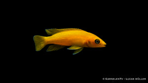 Tanganjika Goldcichlide schwimmt in einem Felsen-Aquarium