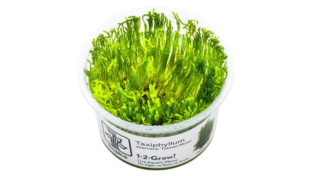 Taxiphyllum alternans 'Taiwan Moss' InVitro Pflanze
