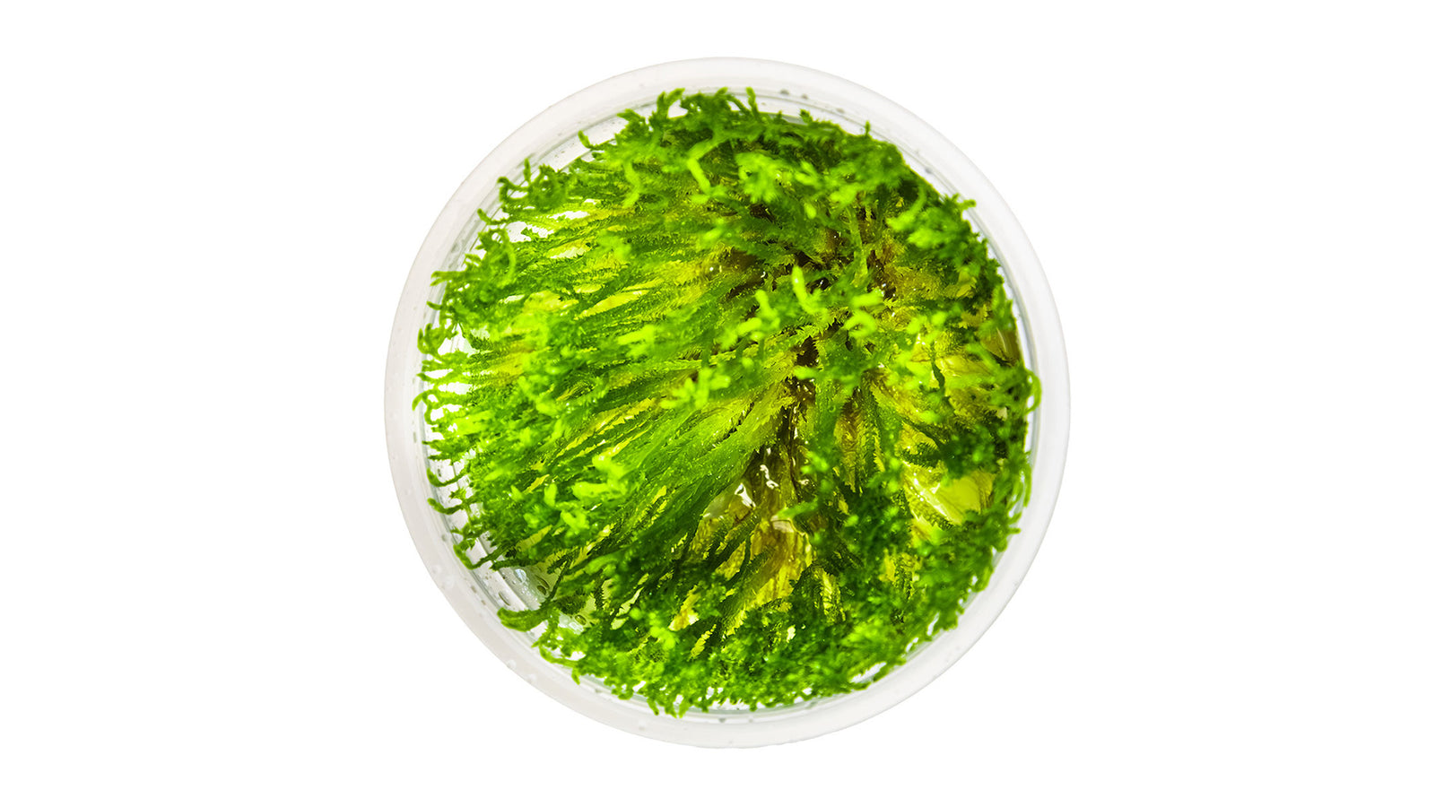 Taxiphyllum alternans 'Taiwan Moss' InVitro Pflanze