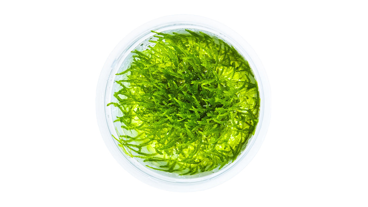Taxiphyllum barbieri 'Bogor Moss' von oben