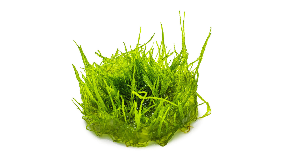 Taxiphyllum barbieri 'Bogor Moss'