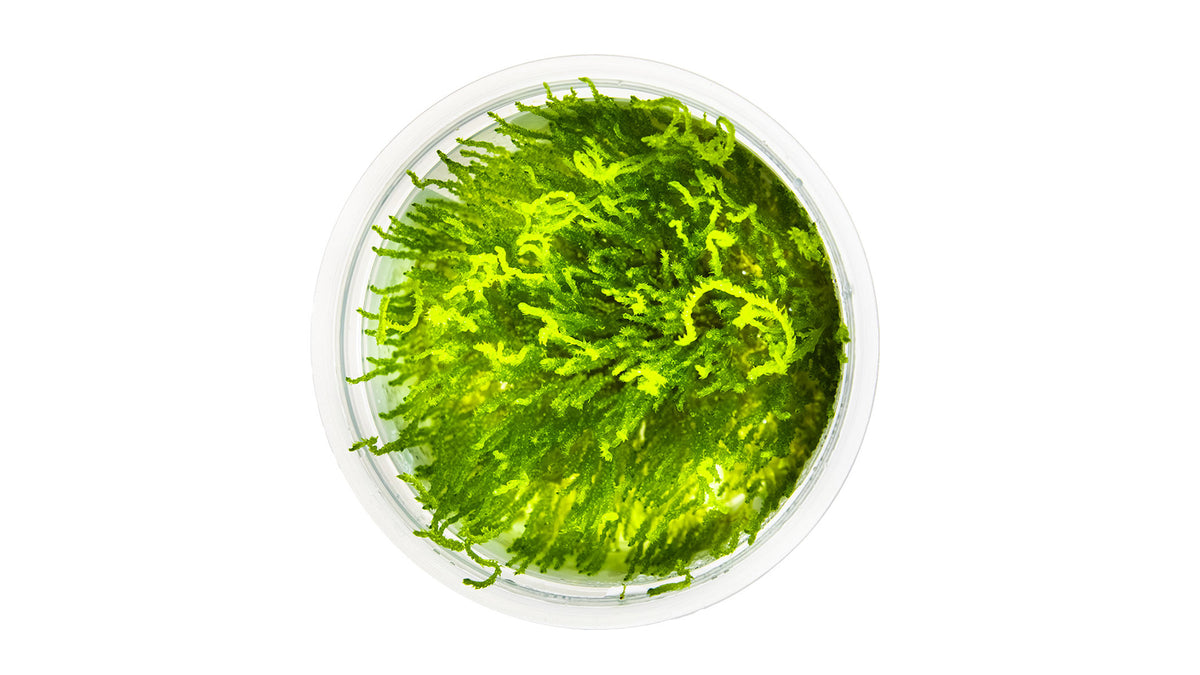 Taxiphyllum sp. 'Flame Moss' von oben