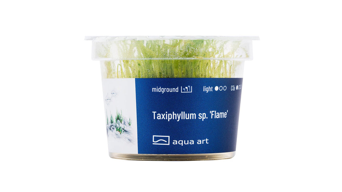 Taxiphyllum sp. 'Flame' - InVitro - GarnelenTv-Shop
Taxiphyllum sp. 'Flame' InVitro – Flame Moss für Aquarien

