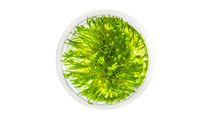 Taxiphyllum sp. 'Spiky Moss' von oben