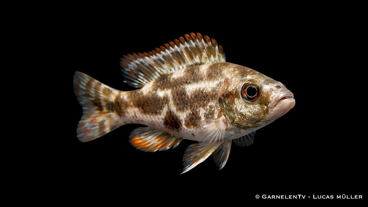 Tigermaulbrüter - Nimbrochromis livingstonii