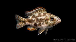 Tigermaulbrüter - Nimbrochromis livingstonii