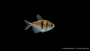 Trauermantelsalmler - Gymnocorymbus ternetzi (DNZ)