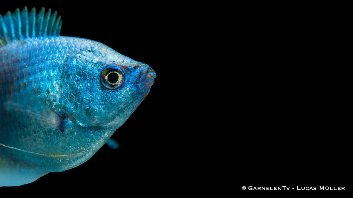 Trichogaster Koralle Blau schwimmt friedlich im Aquascape