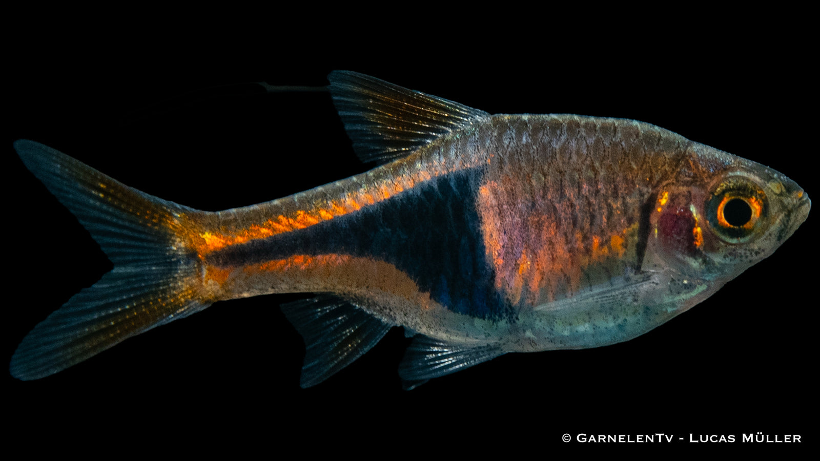 Hengels Keilfleckbärbling im Aquarium