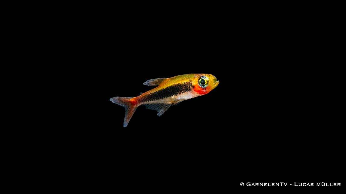 Tucanosalmler – Tucanoichthys tucano in einem bepflanzten Aquarium