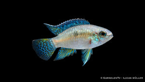 Tüpfelbuntbarsch - Laetacara curviceps