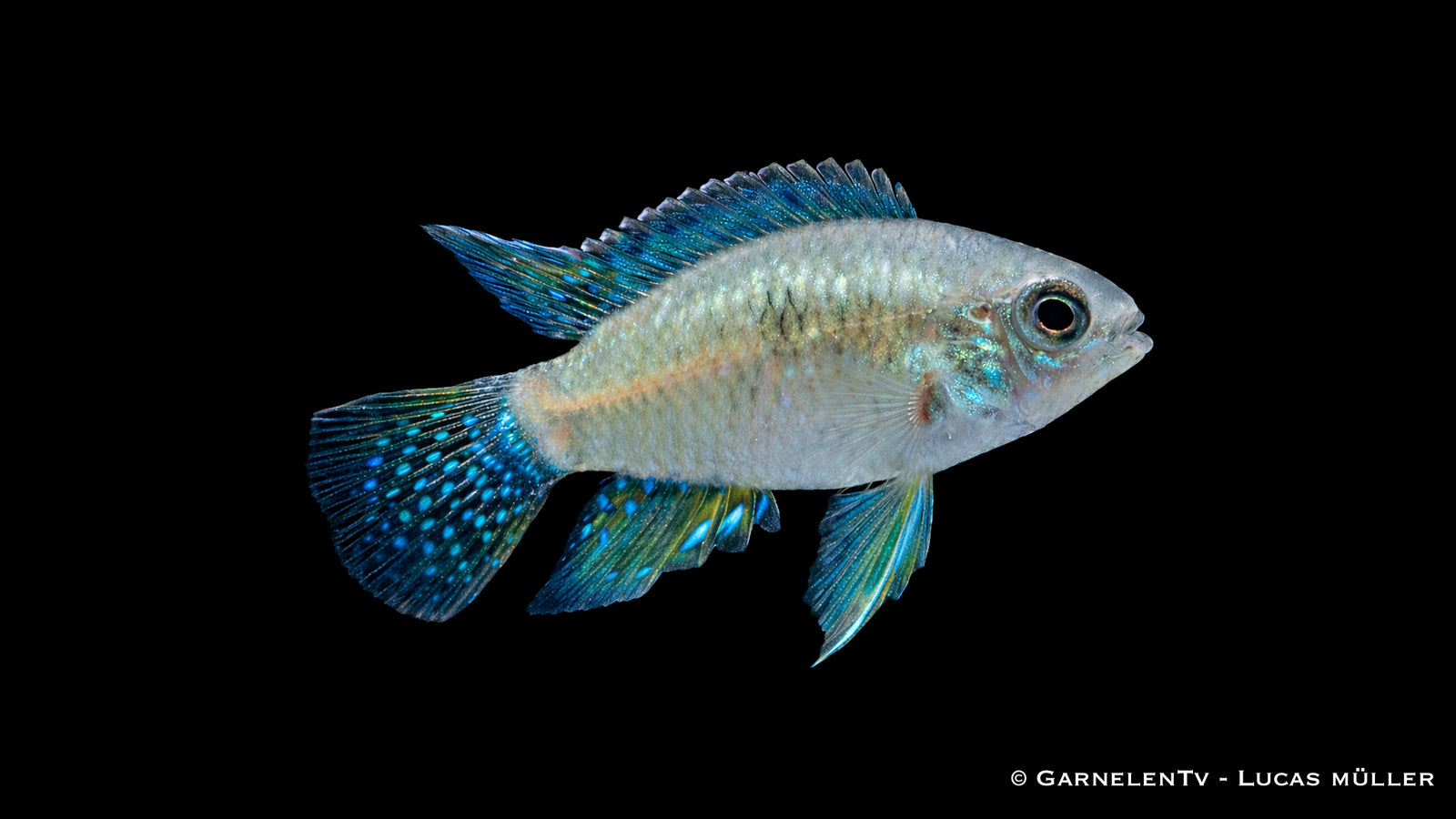 Tüpfelbuntbarsch - Laetacara curviceps