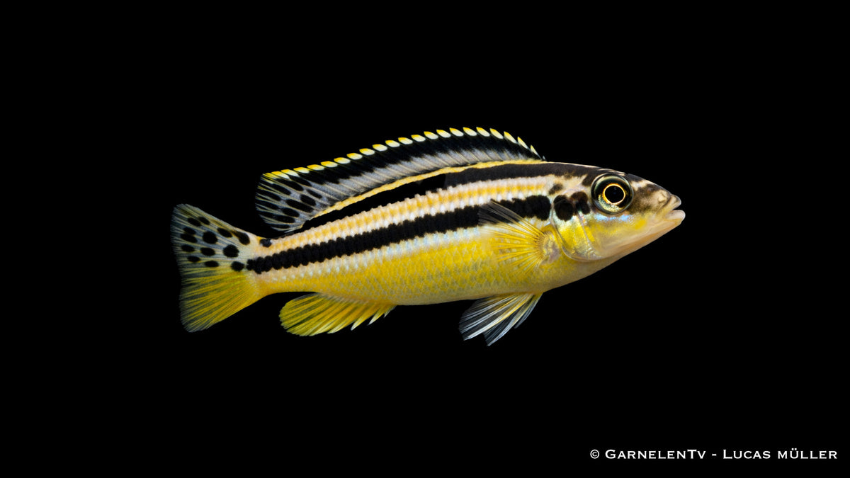 Türkis-Goldbarsch - Melanochromis auratus