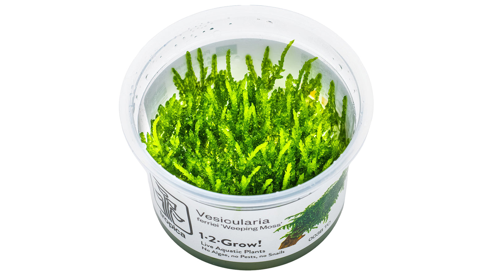 Vesicularia ferriei 'Weeping Moss' InVitro Pflanze
