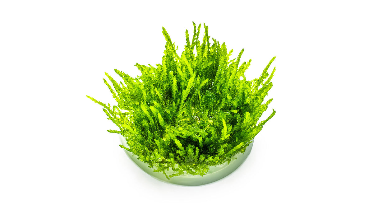 Vesicularia ferriei 'Weeping Moss'