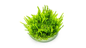 Vesicularia ferriei 'Weeping Moss'