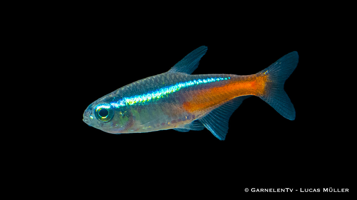 Vibrant Neonsalmler Jumbo Freshwater Fish German Bred
