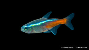 Vibrant Neonsalmler Jumbo Freshwater Fish German Bred
