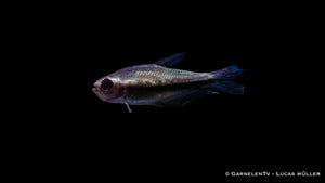 Vibrant Regenbogentetra in freshwater tan