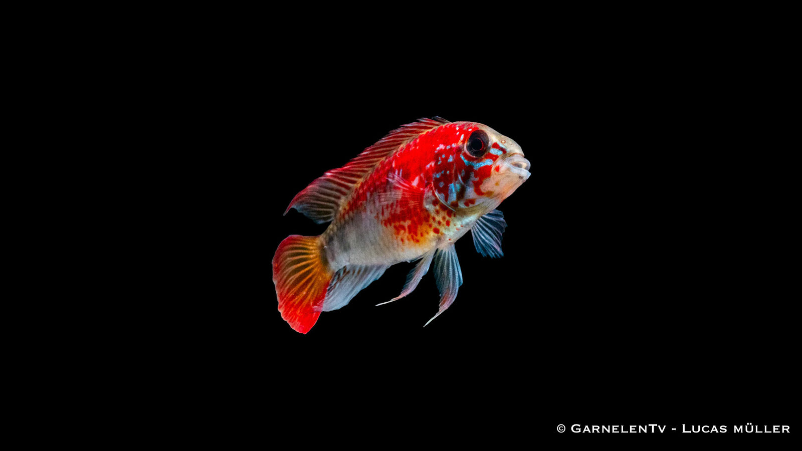 Villavicencio Zwergbuntbarsch - Apistogramma macmasteri