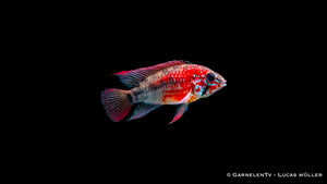 Villavicencio Zwergbuntbarsch - Apistogramma macmasteri im Aquarium