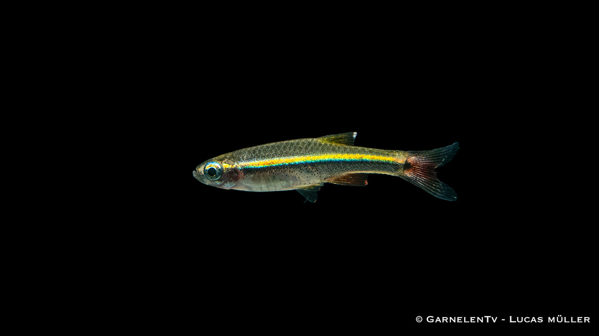 Vietnamesischer Kardinalfisch - Tanichthys micagemmae