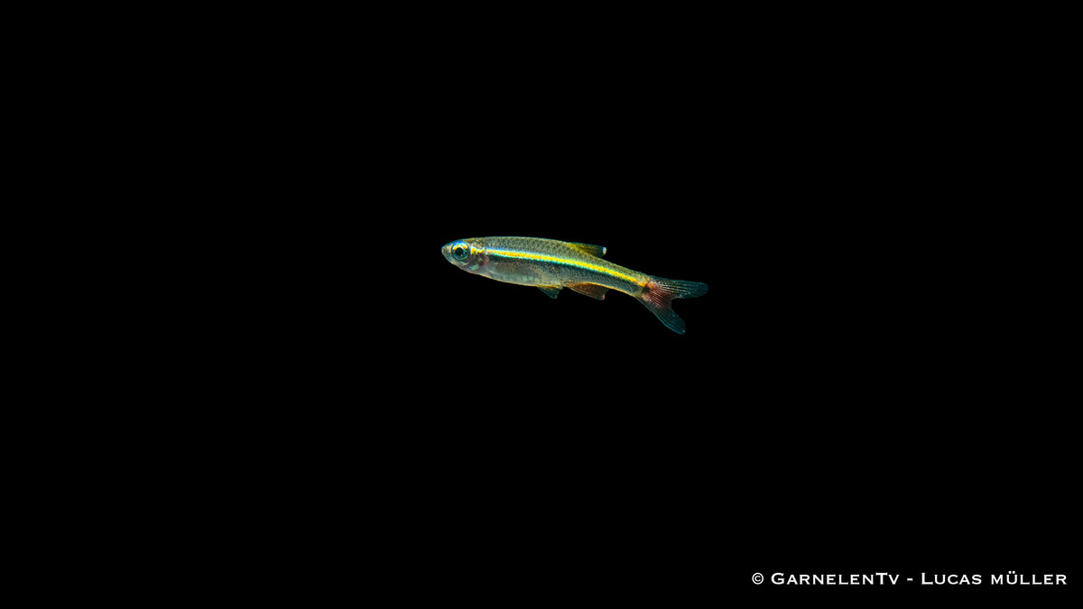 Vietnamesischer Kardinalfisch - Tanichthys micagemmae